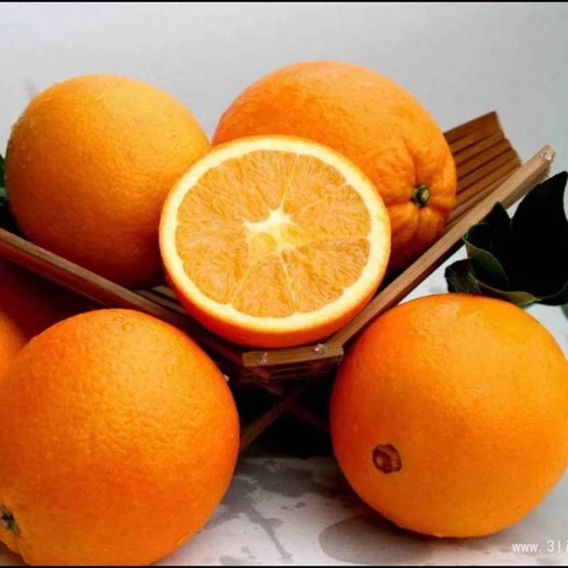 秭归脐橙，品质好，口感好，产地批发，果园直销，欢迎全国各地的客户前来咨询订购，订购热线17771282864