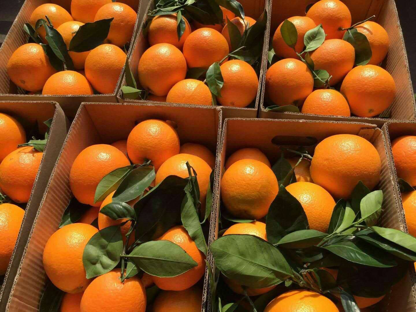 秭归脐橙，品质好，口感好，产地批发，果园直销，欢迎全国各...