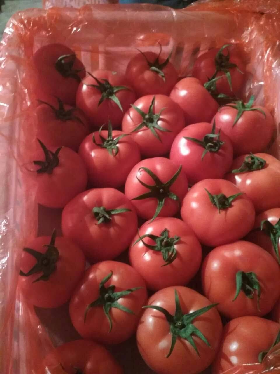 西红柿大量供应15265199952新鲜上市