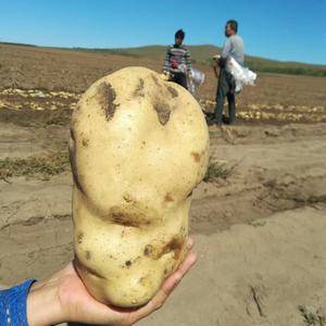 大量批发代办围场各地区张薯226土豆，个头很大薯型椭圆，...