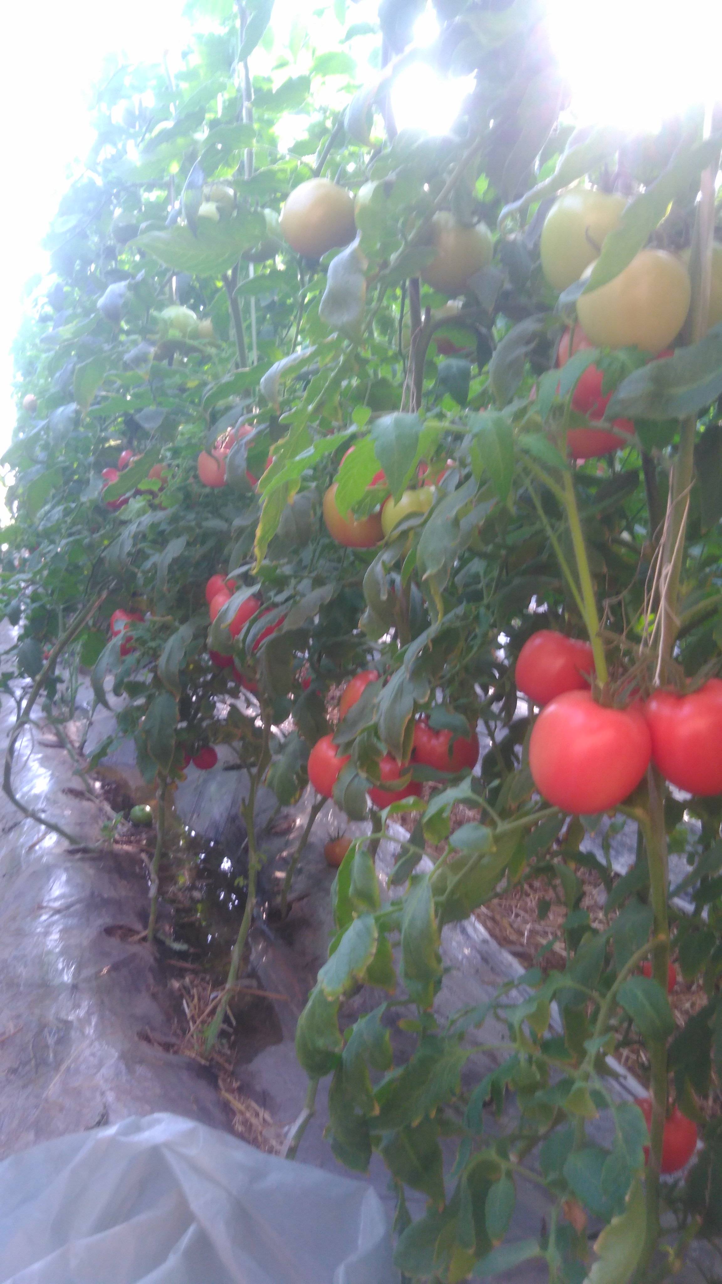 我处大量西红柿上市，每天供应大约50万斤