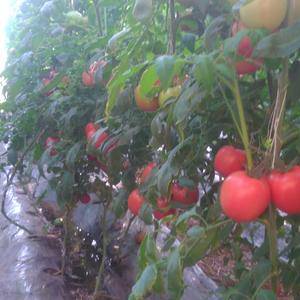我处大量西红柿上市，每天供应大约50万斤