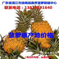 广东徐闻菠萝大量上市，本人是菠萝产地代办，提供一条龙式服务。欢迎全国各地水果批发商来订购。联系电话13827191640 谢谢!