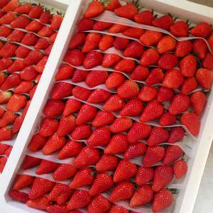 红颜，甜宝草莓大量上市了价格面议有需求的联系，量小路远的...