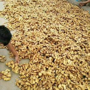 农村农产品鲜姜，老姜大量供应了15265492127