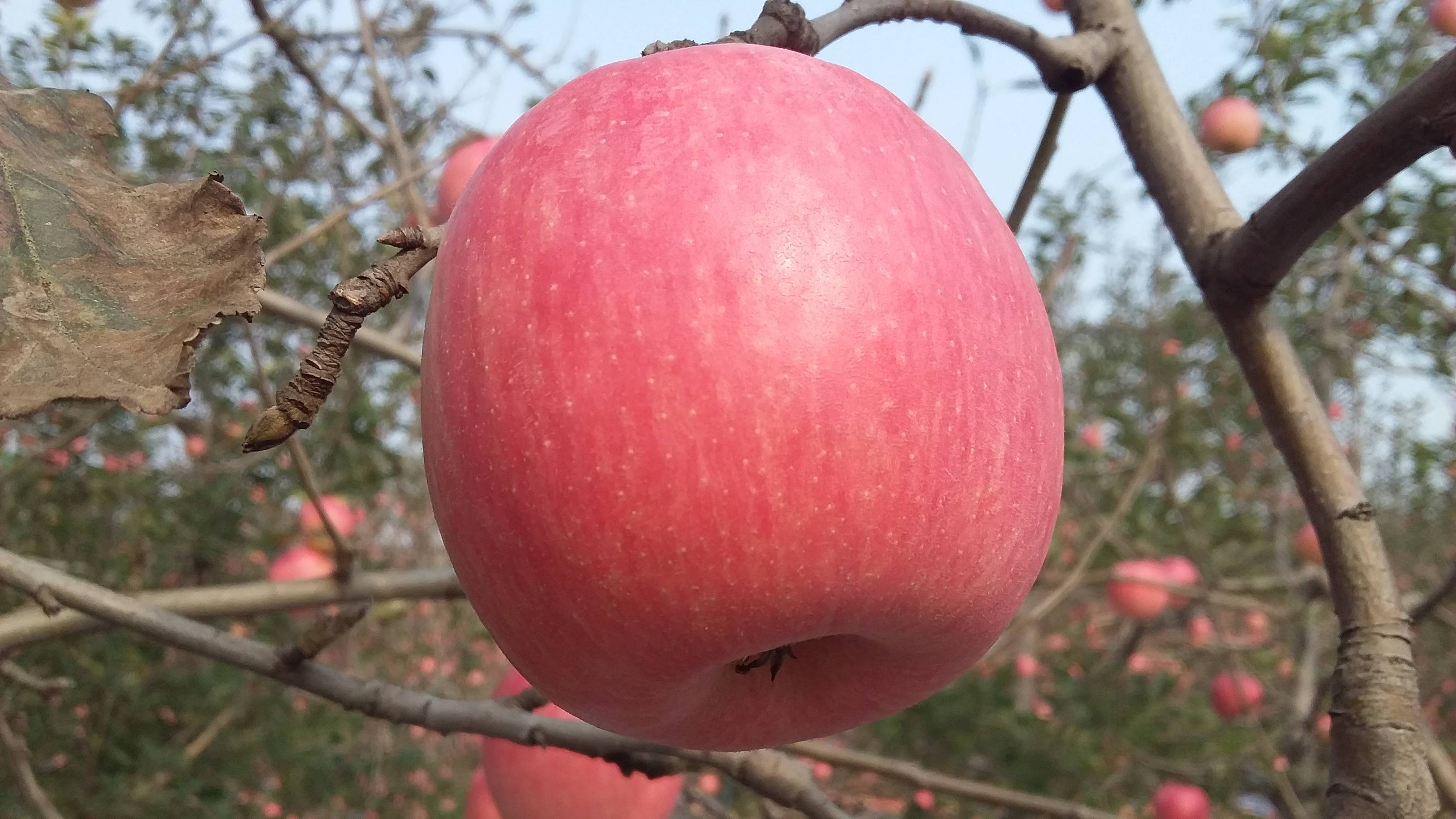 粉红佳人苹果：纸袋，65起步，商品果：2.1-2.3，次...