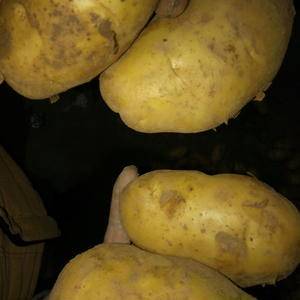 河南土豆大量批发。需要请联系。地址：安徽太和