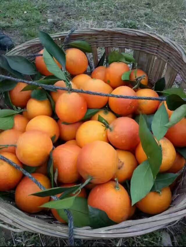 资中塔罗科血橙，欢迎订购！量大从优。