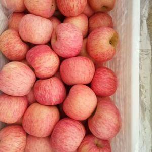 红富士苹果大量供应，口感脆甜，颜色鲜艳，产地直销，有膜袋...