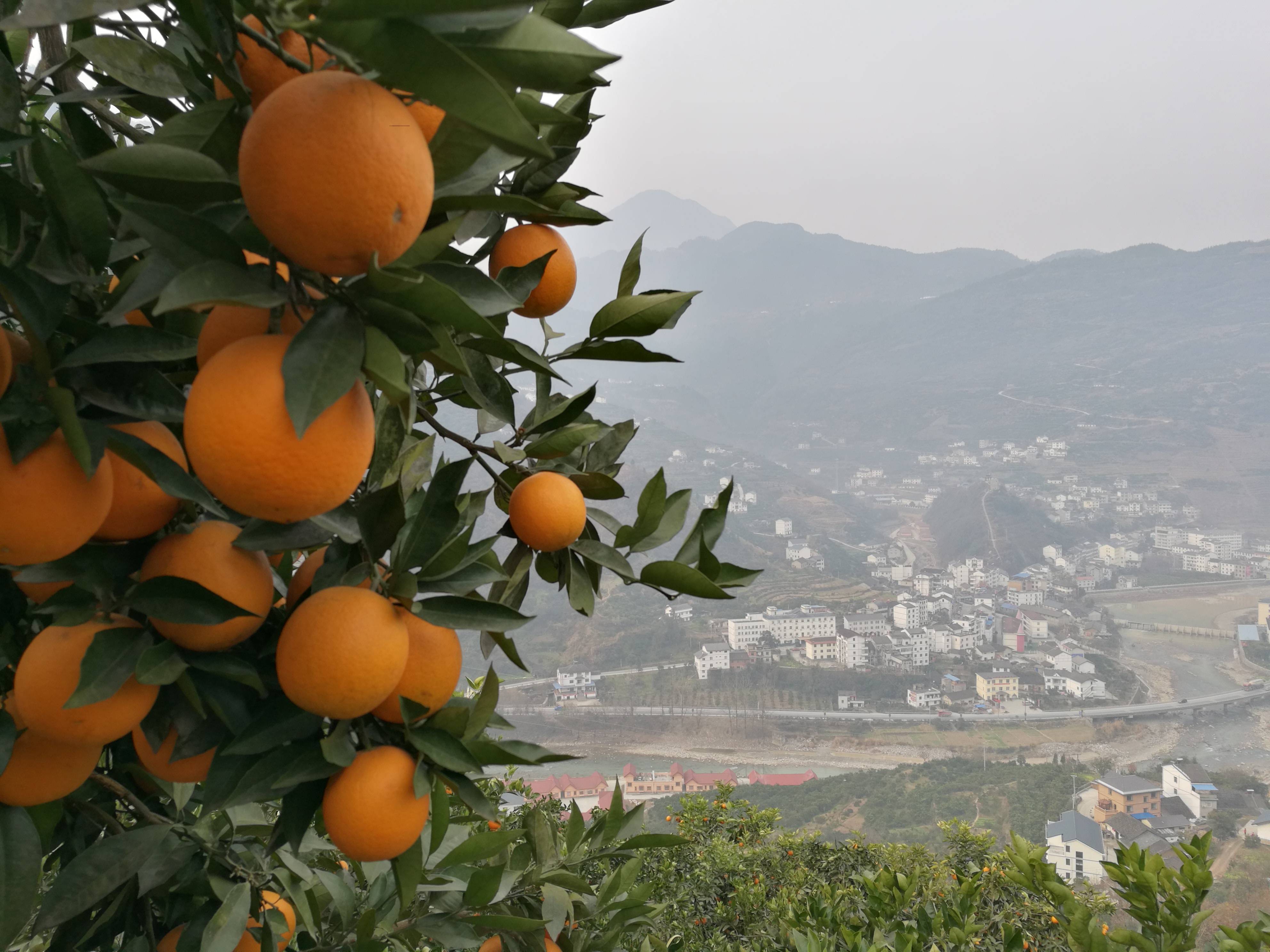 脐橙行情实时播报：湖北宜昌市秭归县，甜橙成熟期1月—2月底  因上市期短，形似鸭蛋橙，不被果商了解。所以价格便宜。
皮薄味甜  个头均匀  果面干净
统果0