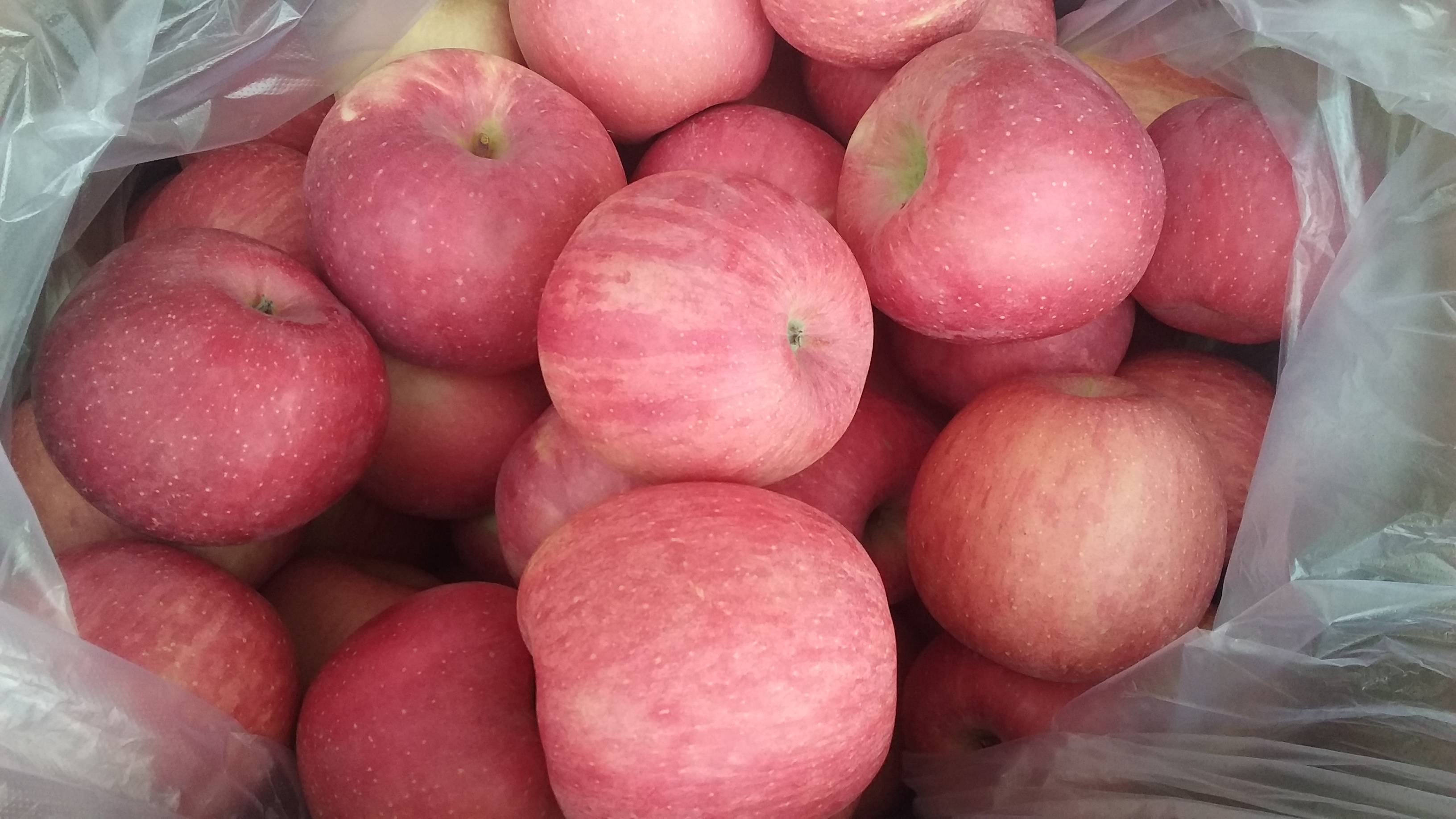 高品质红富士苹果：条纹，片红，粉红佳人苹果！颜色好，口感...
