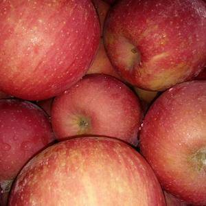 大量供应红富士苹果条红片红都有表光亮，高壮黄低苹果，货源...