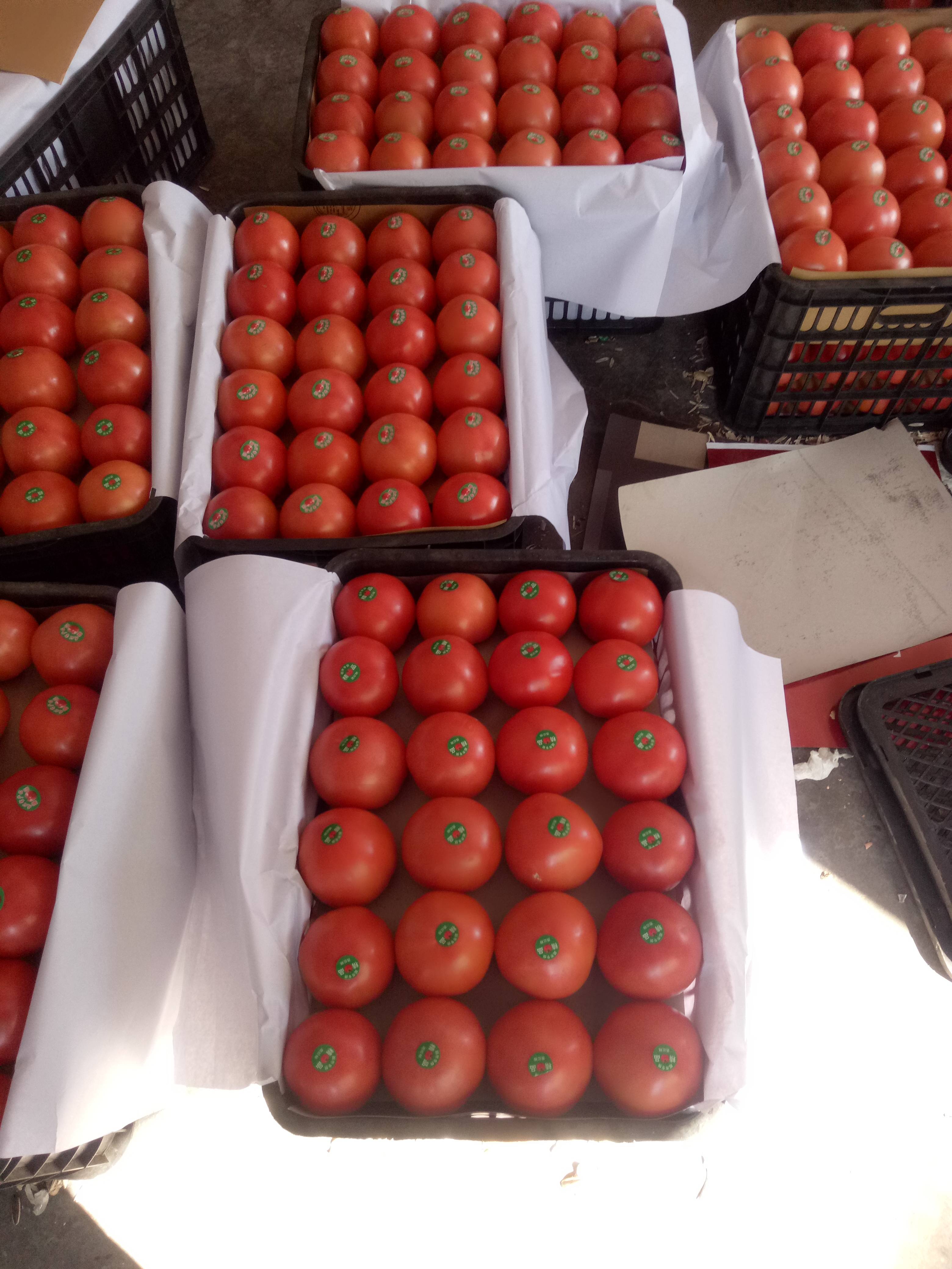 四川省米易县温室大棚硬粉西红柿大量上市，品质好，颜色光亮，欢迎各地收购商前来收购，联系电话说8782308462