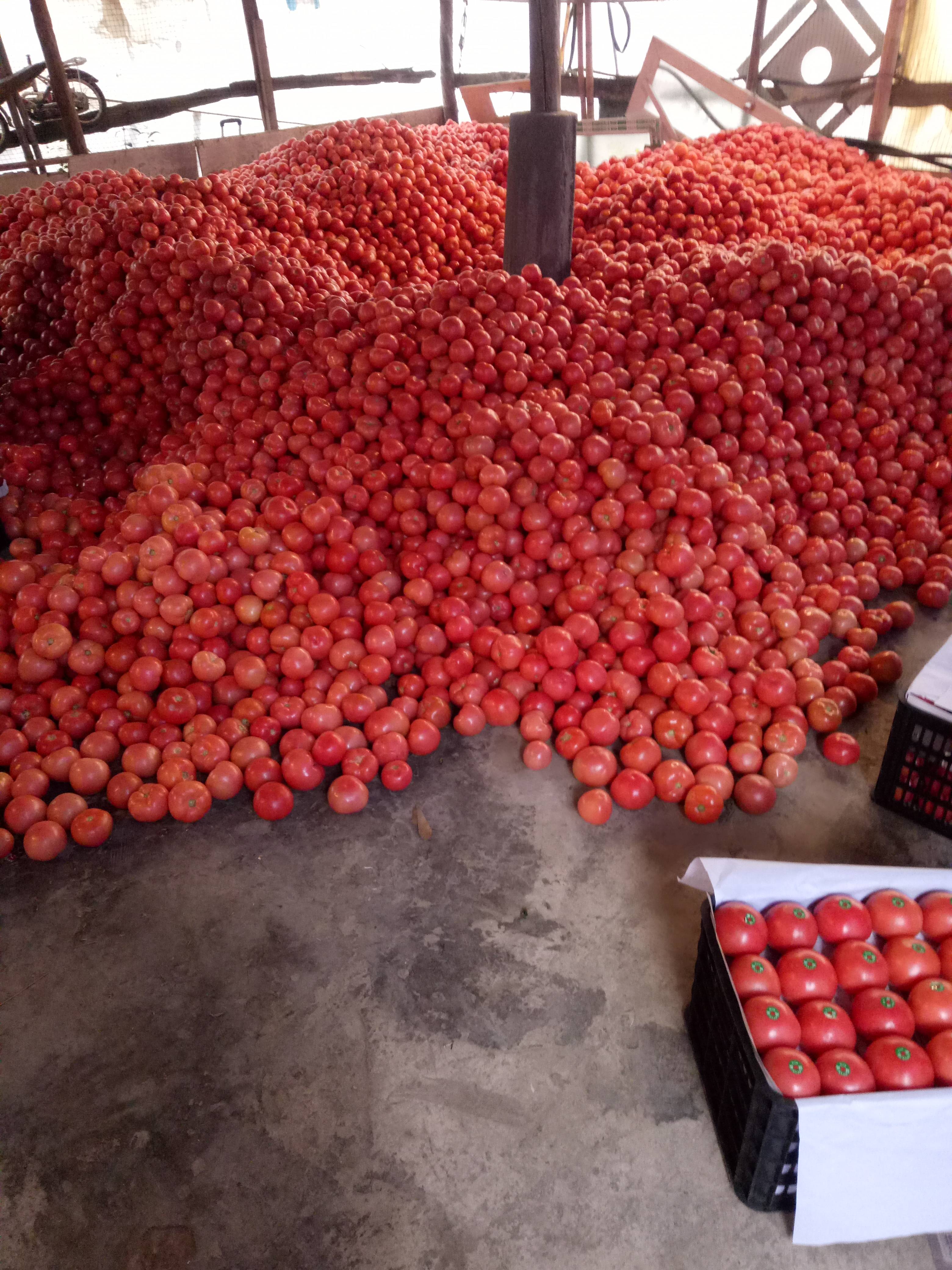 四川省米易县温室大棚硬粉西红柿大量上市，品质好，颜色光亮，欢迎各地收购商前来收购，联系电话说8782308462