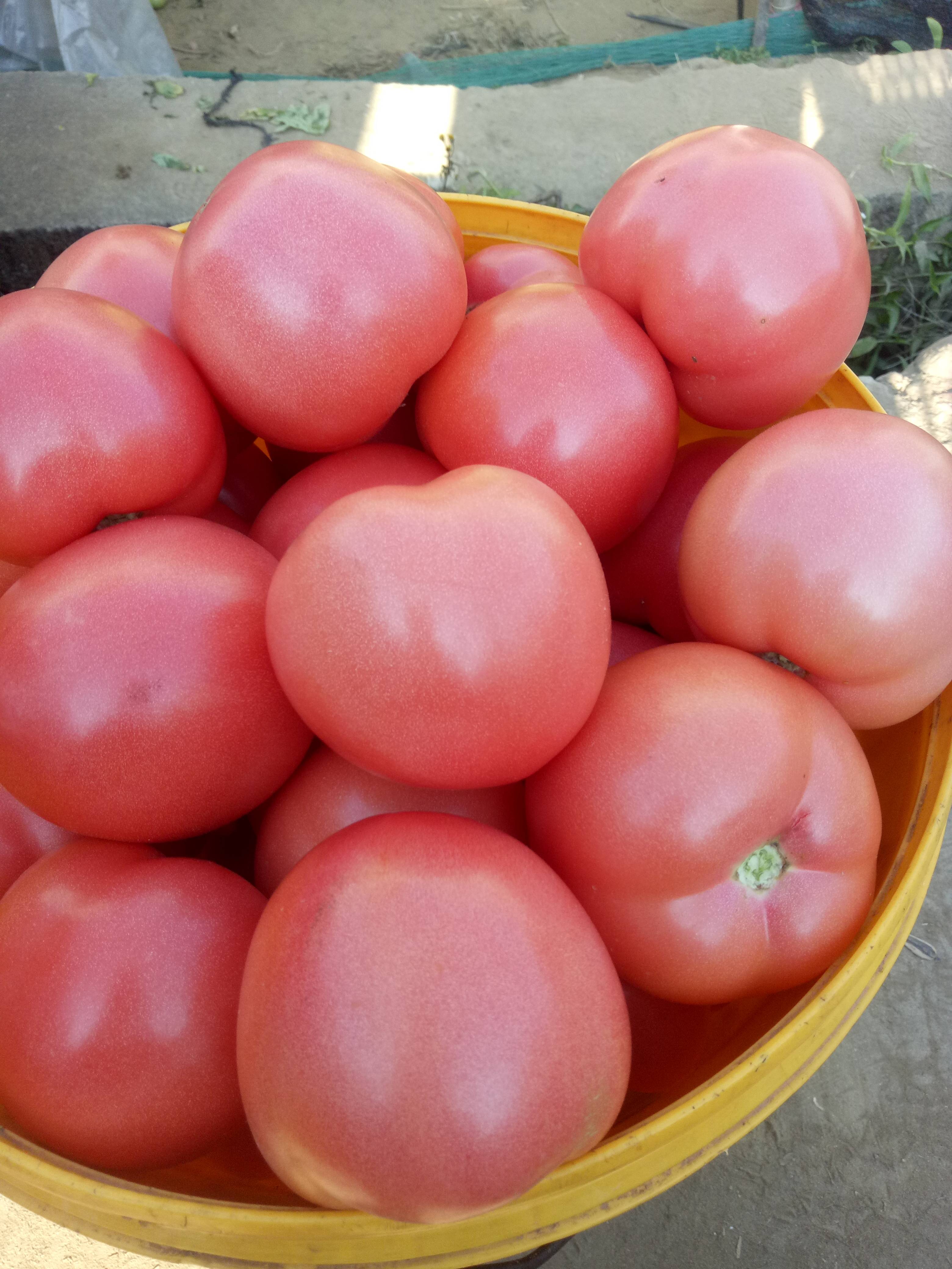 四川省米易县温室大棚硬粉西红柿大量上市，品质好，颜色光亮...