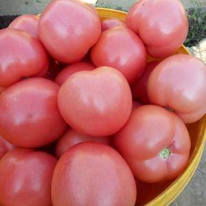 四川省米易县温室大棚硬粉西红柿大量上市，品质好，颜色光亮...