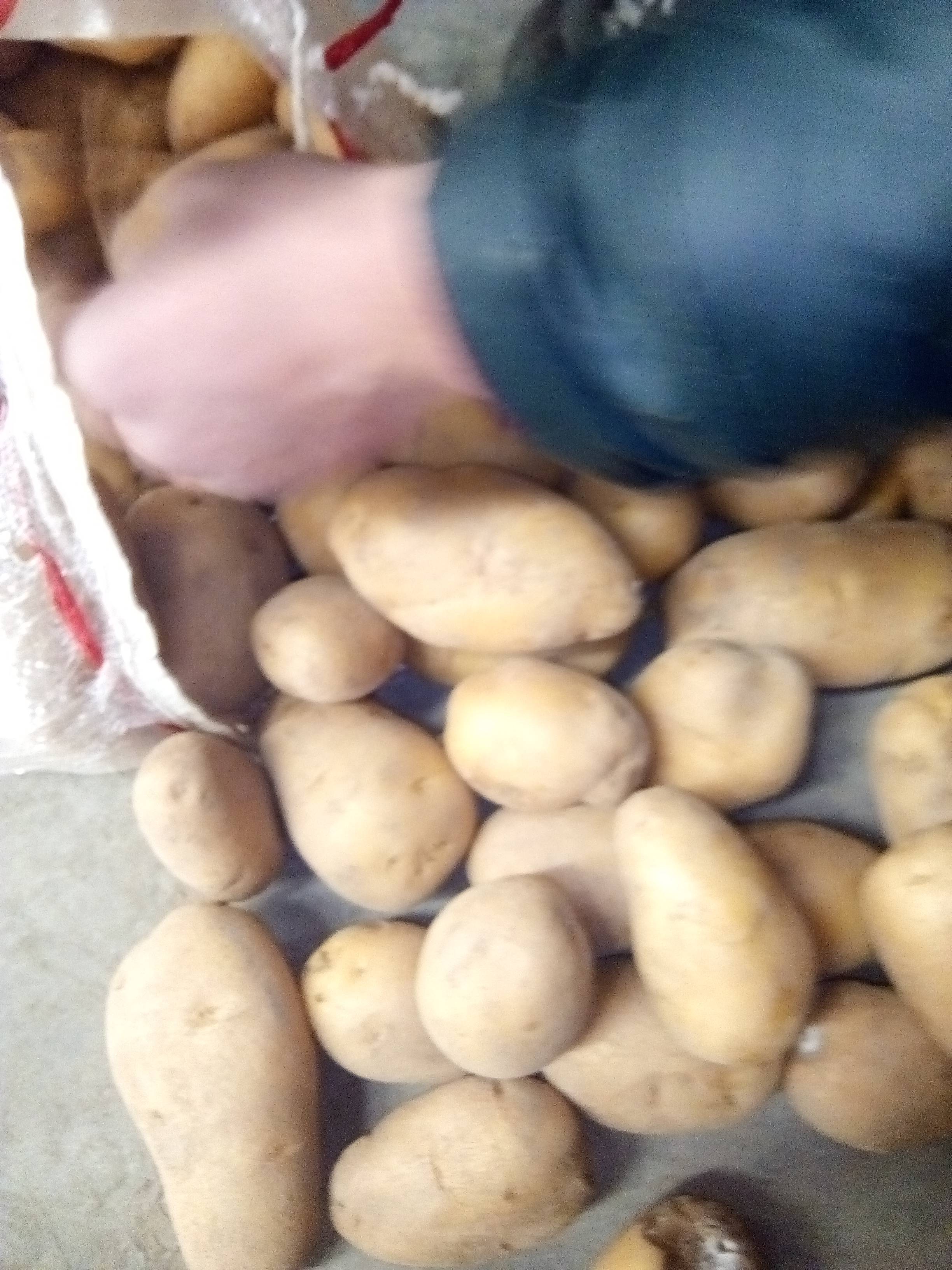 荷兰十五土豆，大量供应！产地直销！欢迎下单！13938620195