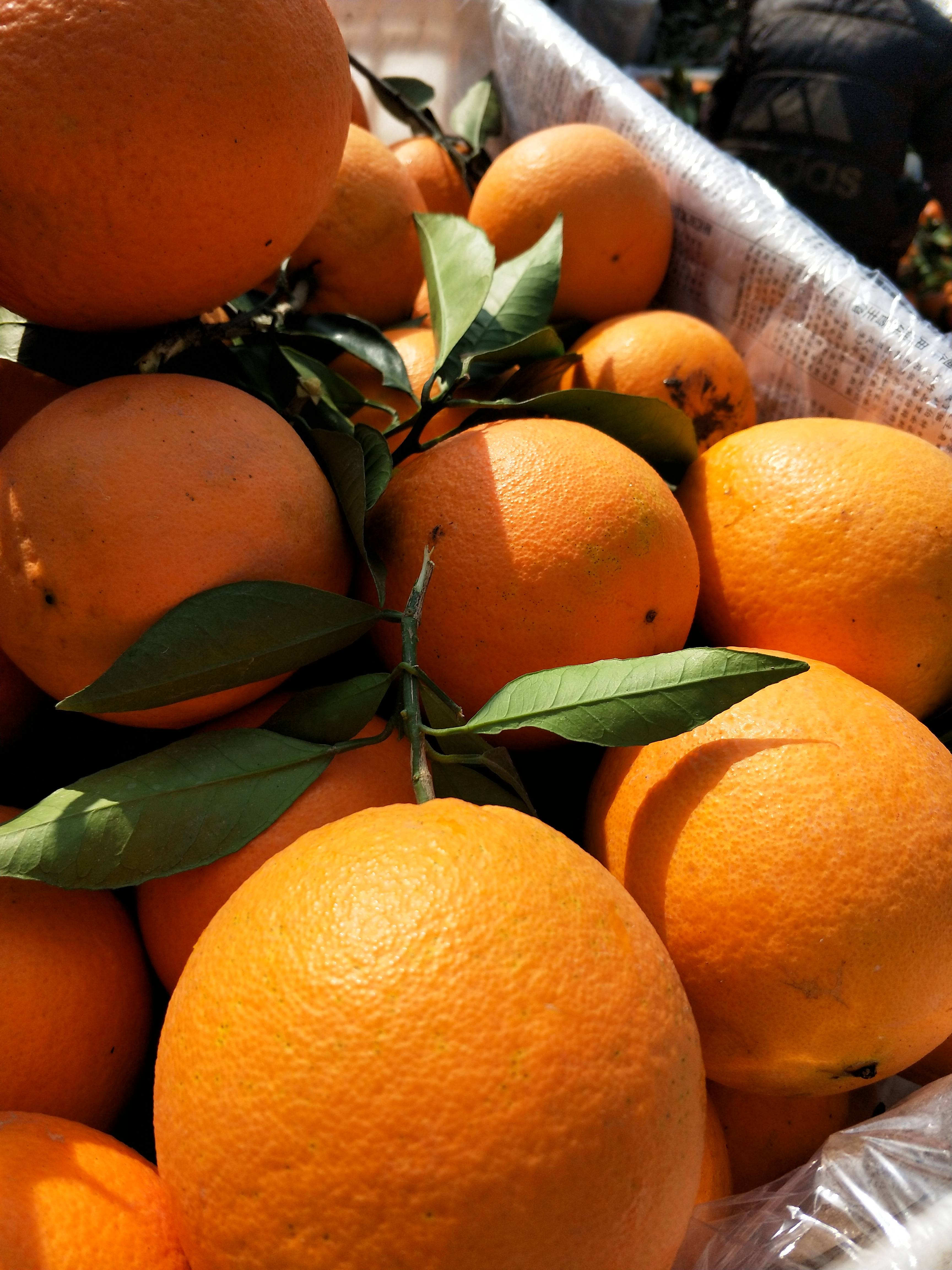 秭归脐橙，长虹，纽荷尔，精品蜜橘，为您提供1737172...