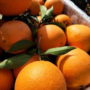 秭归脐橙，长虹，纽荷尔，精品蜜橘，为您提供1737172...