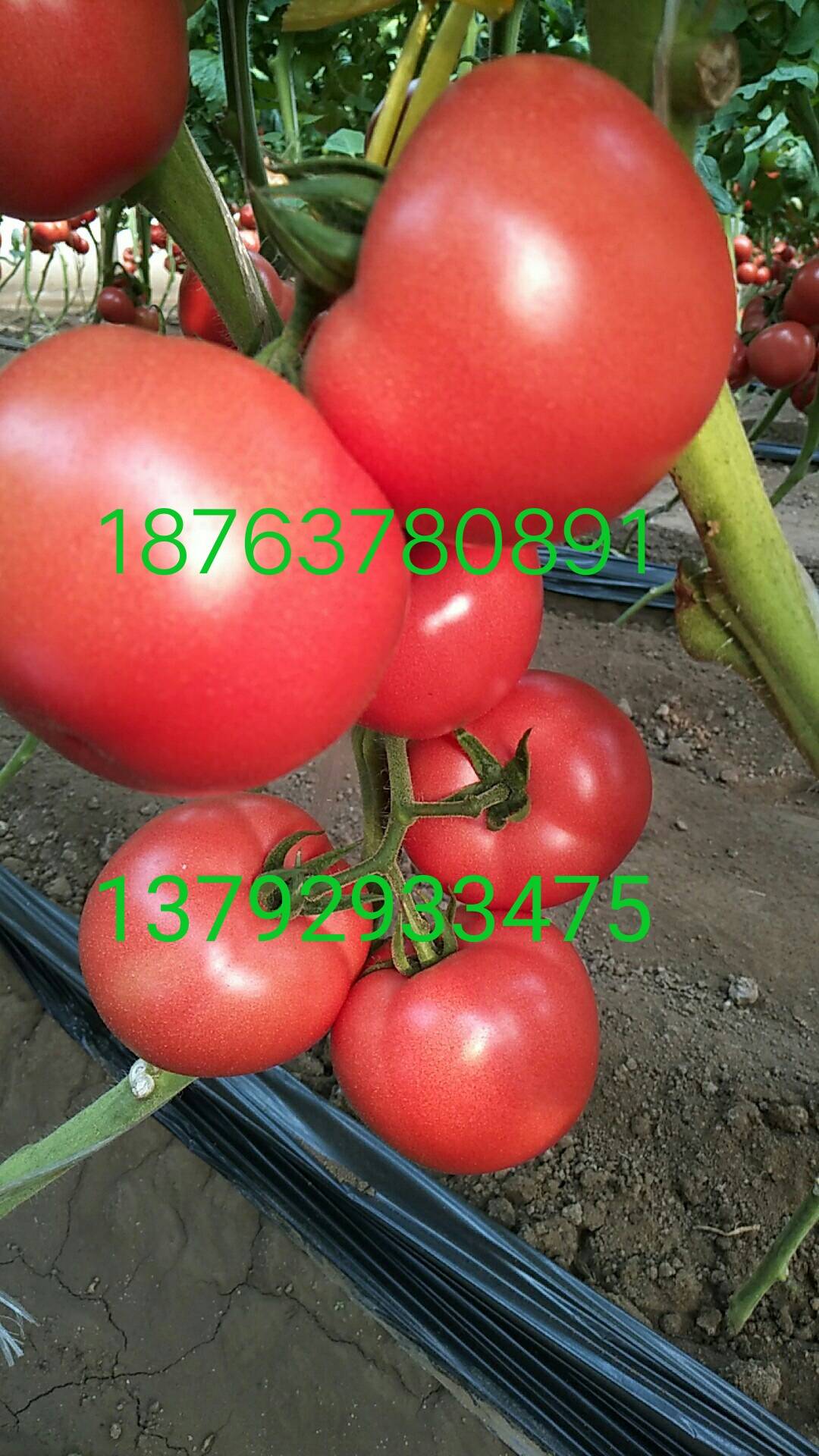 供应优质硬粉西红柿18763780891     137...