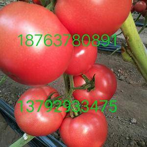 供应优质硬粉西红柿18763780891     137...