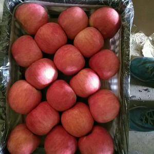 15965796618山东红富士苹果大量供应 山东优质红...