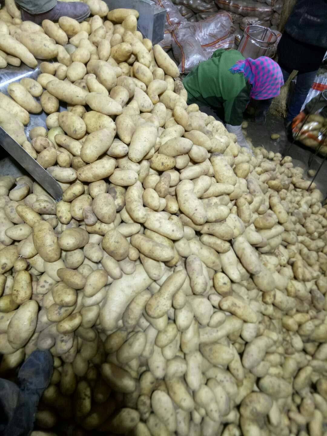 大量供应荷兰十五土豆，现场拍照有看上这货的老板和我联系，...