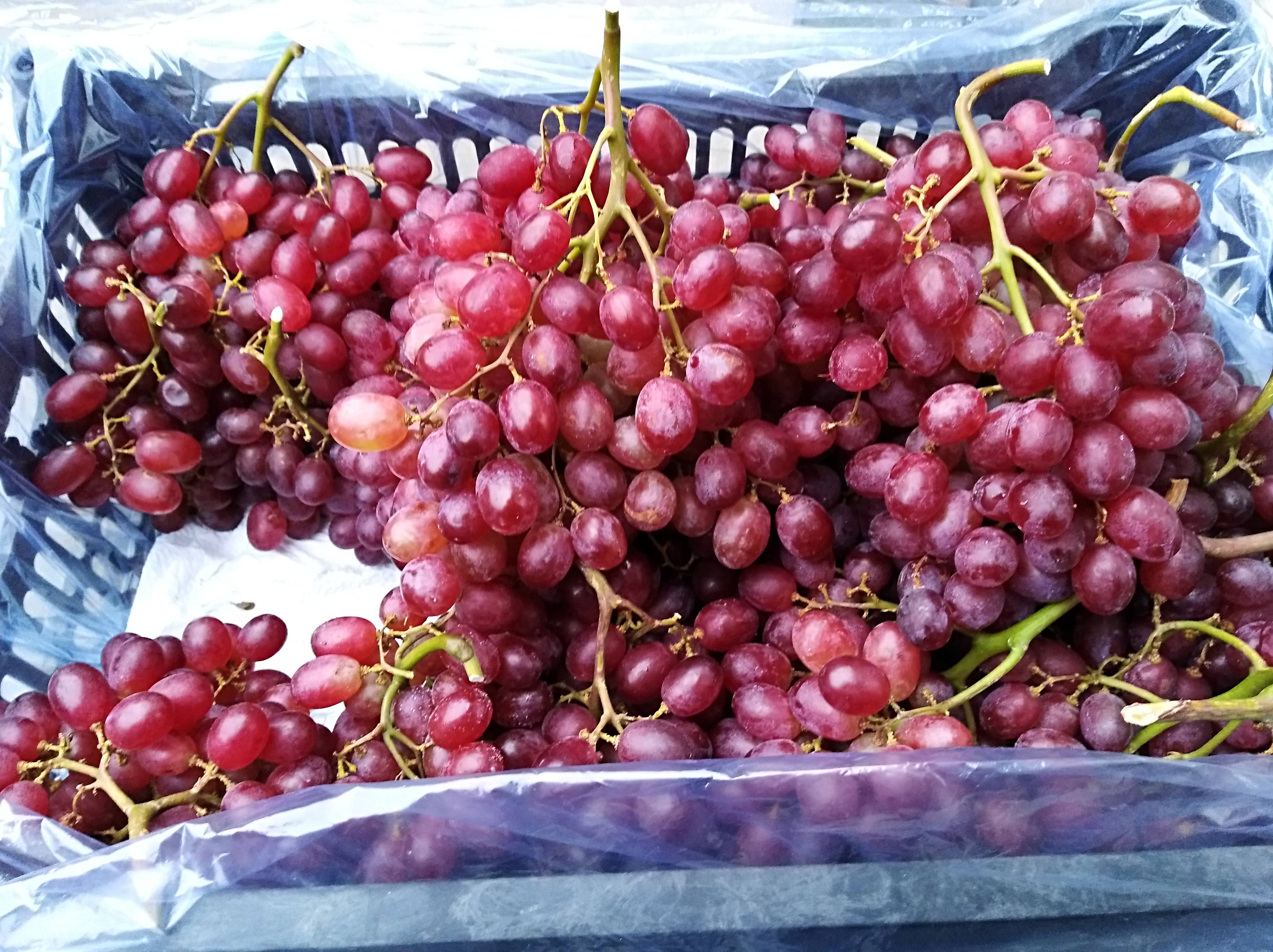 山东乳山市大量供应科瑞森葡萄，欢迎新老客户光临。包吃住，...