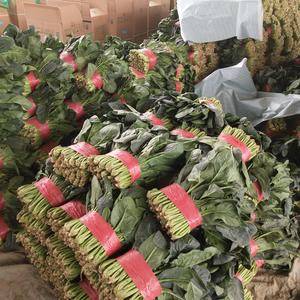 山东泰安良庄北宋市场，菠菜大量走货中。。。。