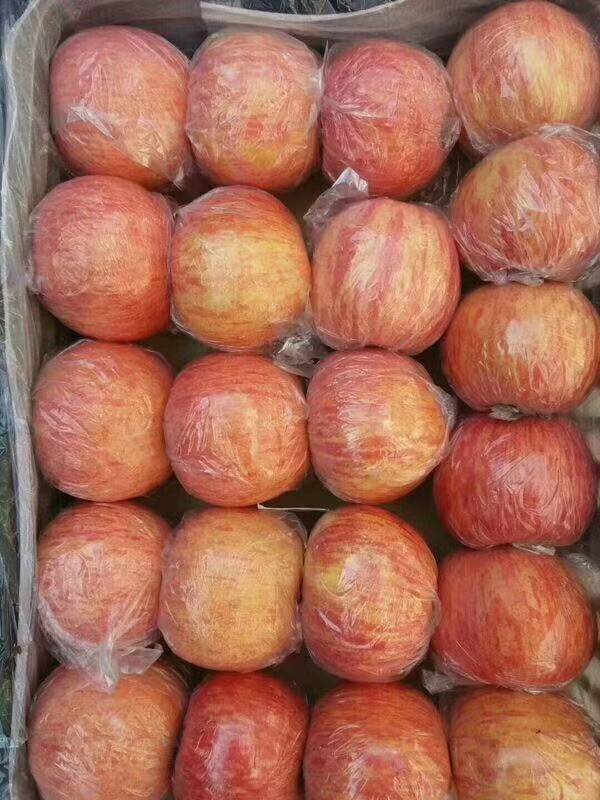 陕西红富士大量供货，有纸袋苹果，膜袋苹果，纸荚膜苹果，质...