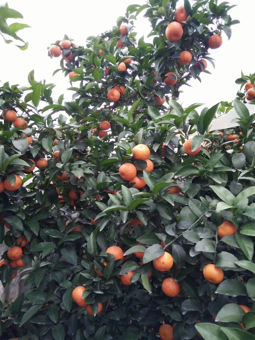 广西贺州富川砂糖橘个大，偏红，面干净。