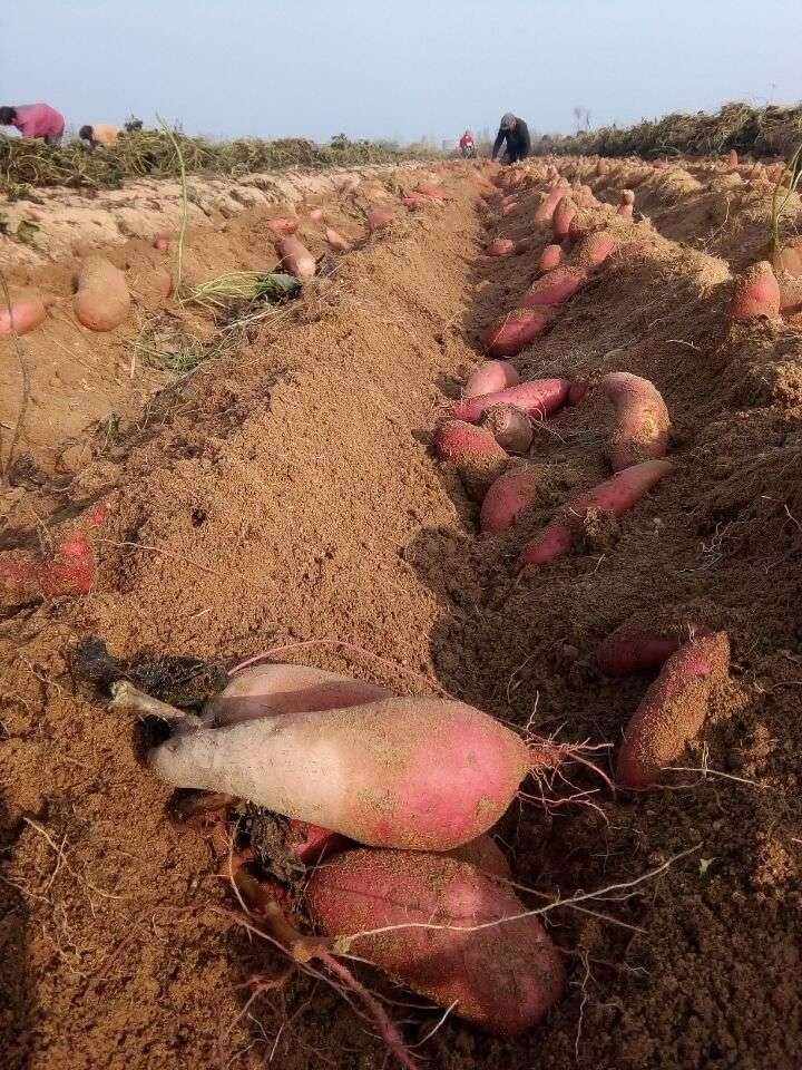 临沭县龙峰红薯种植专业合作社
大量供应红薯 15254...