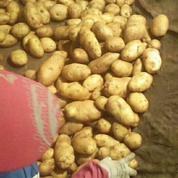 我地区是土豆种植大县，各种土豆销量之大质量是决定一切的保证，欢迎各地老板联系我13293318891