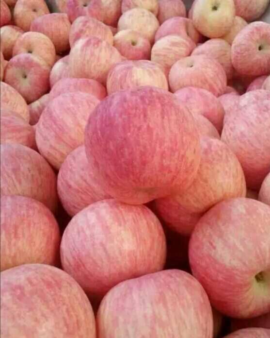 苹果。红富士苹75以上条红优质果