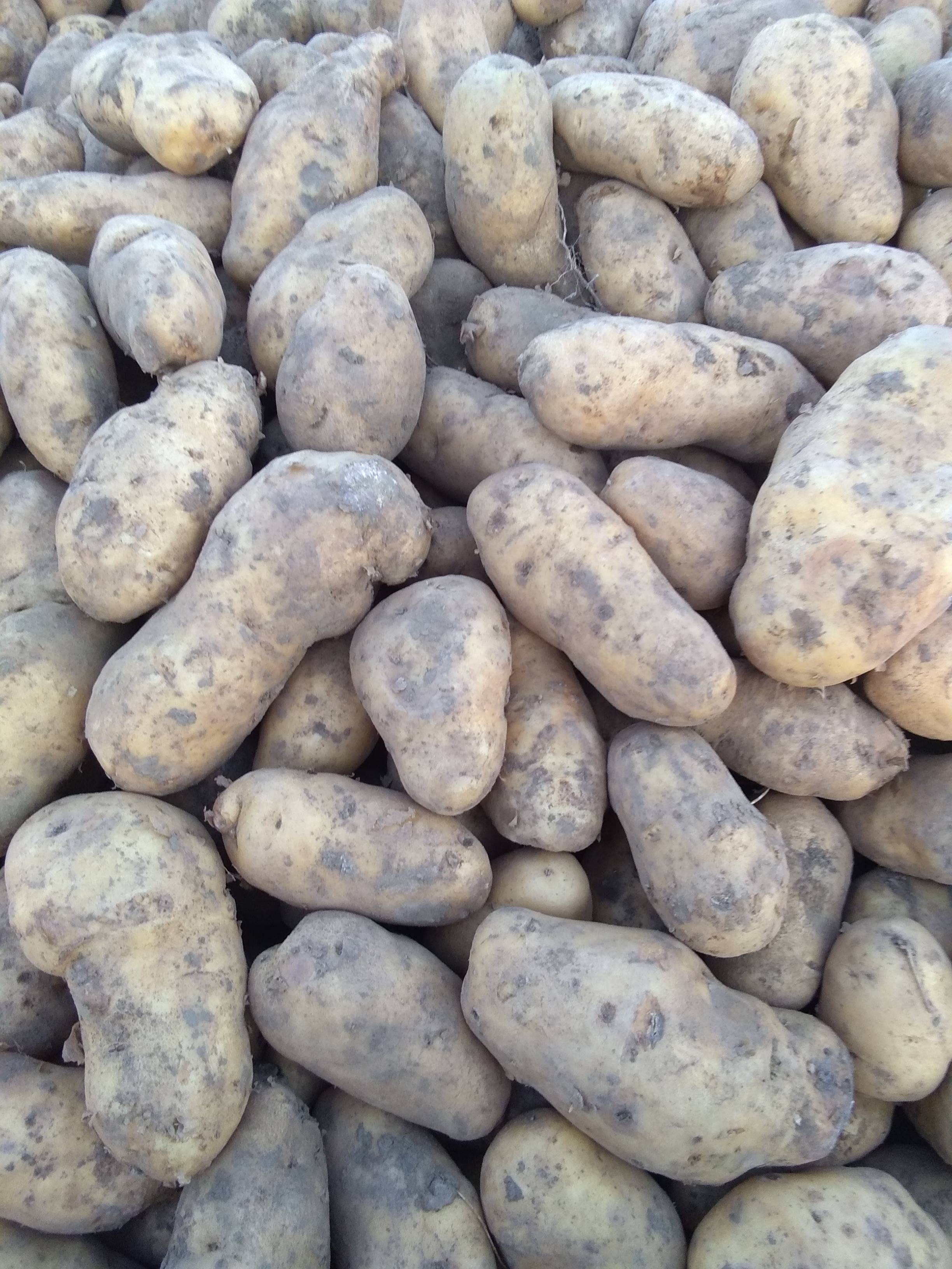 自己种的土豆，品种有尤金885,河兰七，延八，延九，延薯...