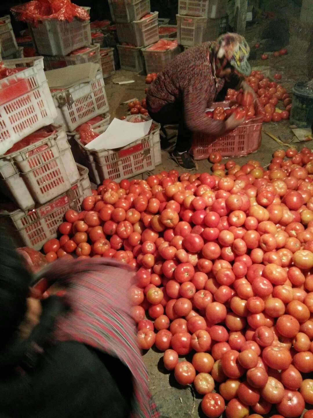 硬粉西红柿大量上市中，品种有凯德、欧德赛、利美、冬悦、伯...