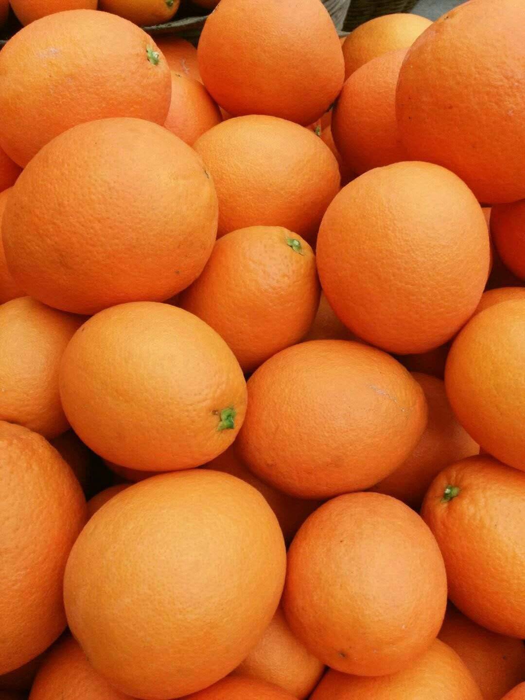 欢迎订购各种橙子，口感甜，