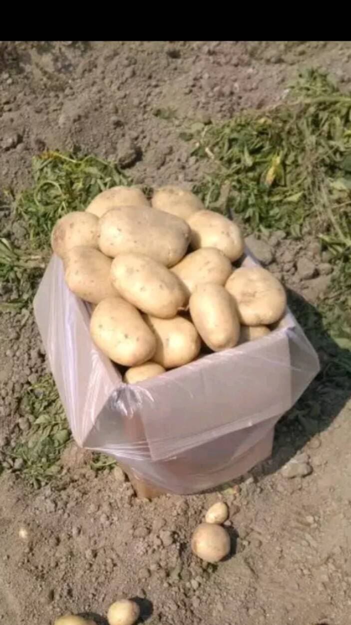 德宏新鲜土豆大量供应、上市时间(2月)质量好欢迎个位老板...