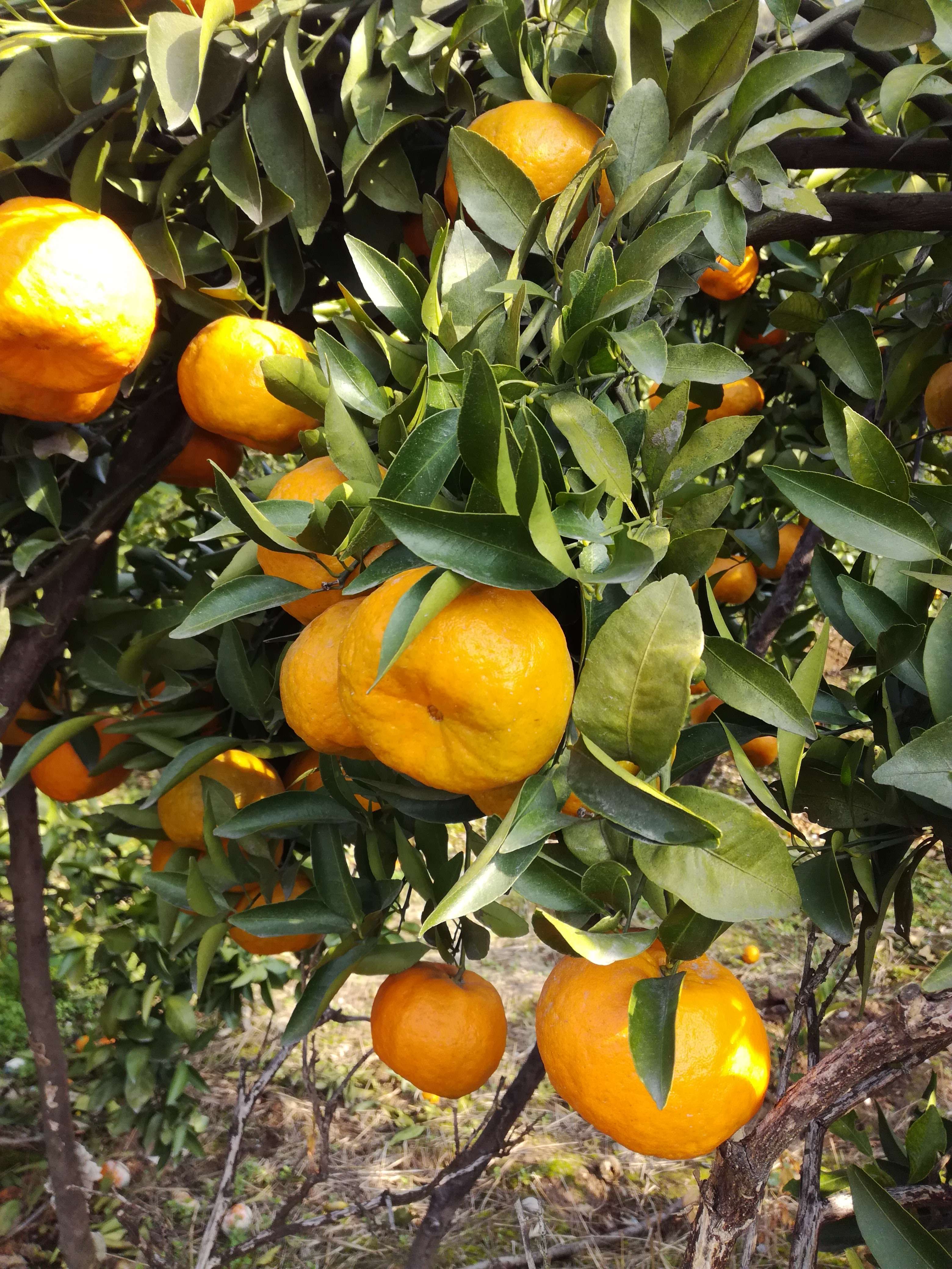 秭归脐橙产于湖北省宜昌市秭归县，[15072543352微信同号]现在上市品种有二月红/伦晚/血橙/纽荷尔/长红/中华红/井橙/夏橙》系列，一年四季都有脐橙销售