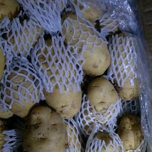 山东平阴冷库储存荷兰十五土豆大量供应，新土豆四月马上上市