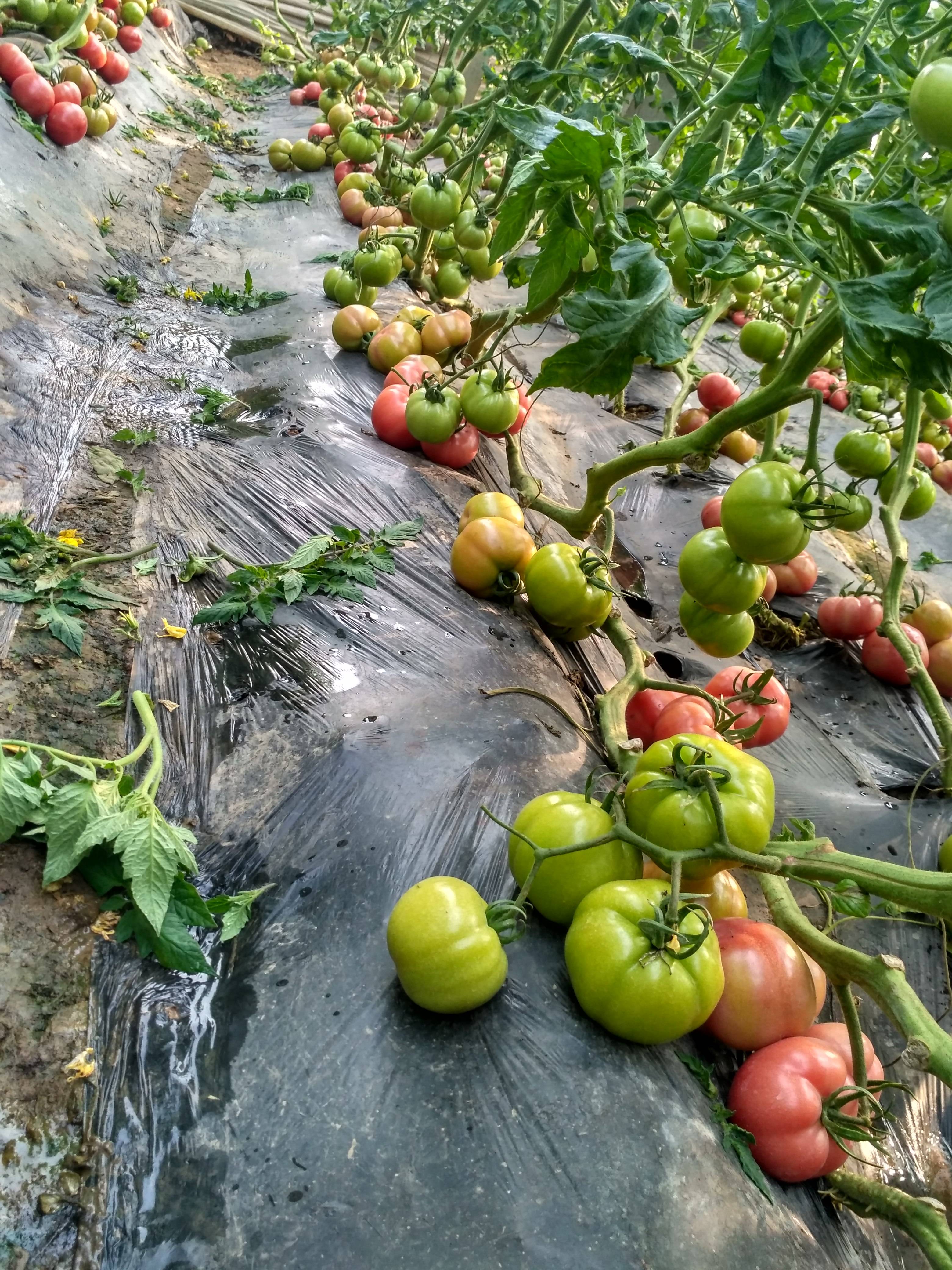 本地普罗旺斯西红柿是安丘市最大的生产基地，拥有面积5000亩，普罗旺斯西红柿是粉果中最好的西红柿，甜，沙，本地交通便利，近临206国道，每天都有客商采购，诚信合