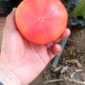本地普罗旺斯西红柿是安丘市最大的生产基地，拥有面积500...