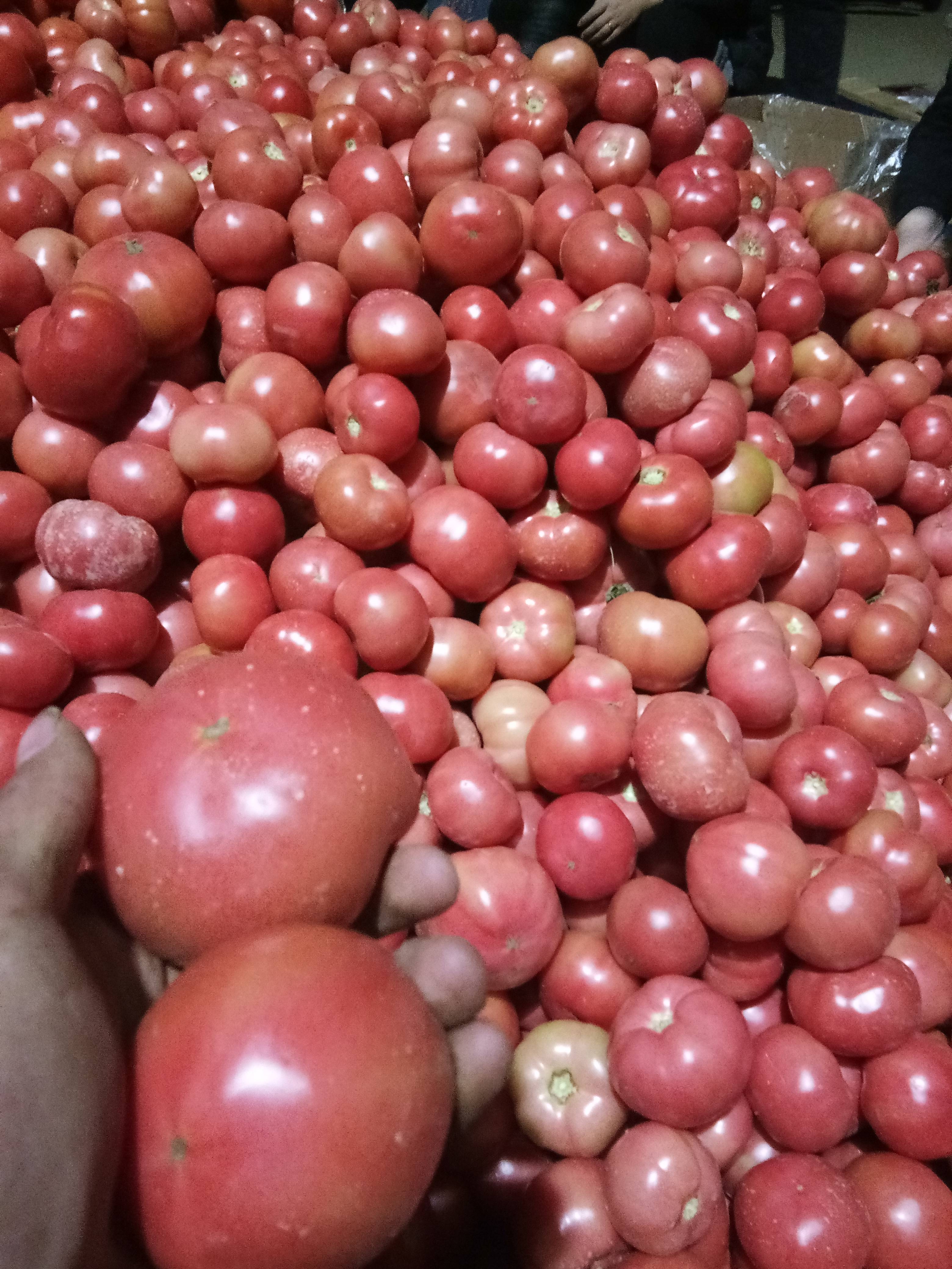 河南滑县大量供应西红柿和圣女果，货源充足，可提供全国各地代收代发，专业的小工团队，欢迎来电18567408935微信同步