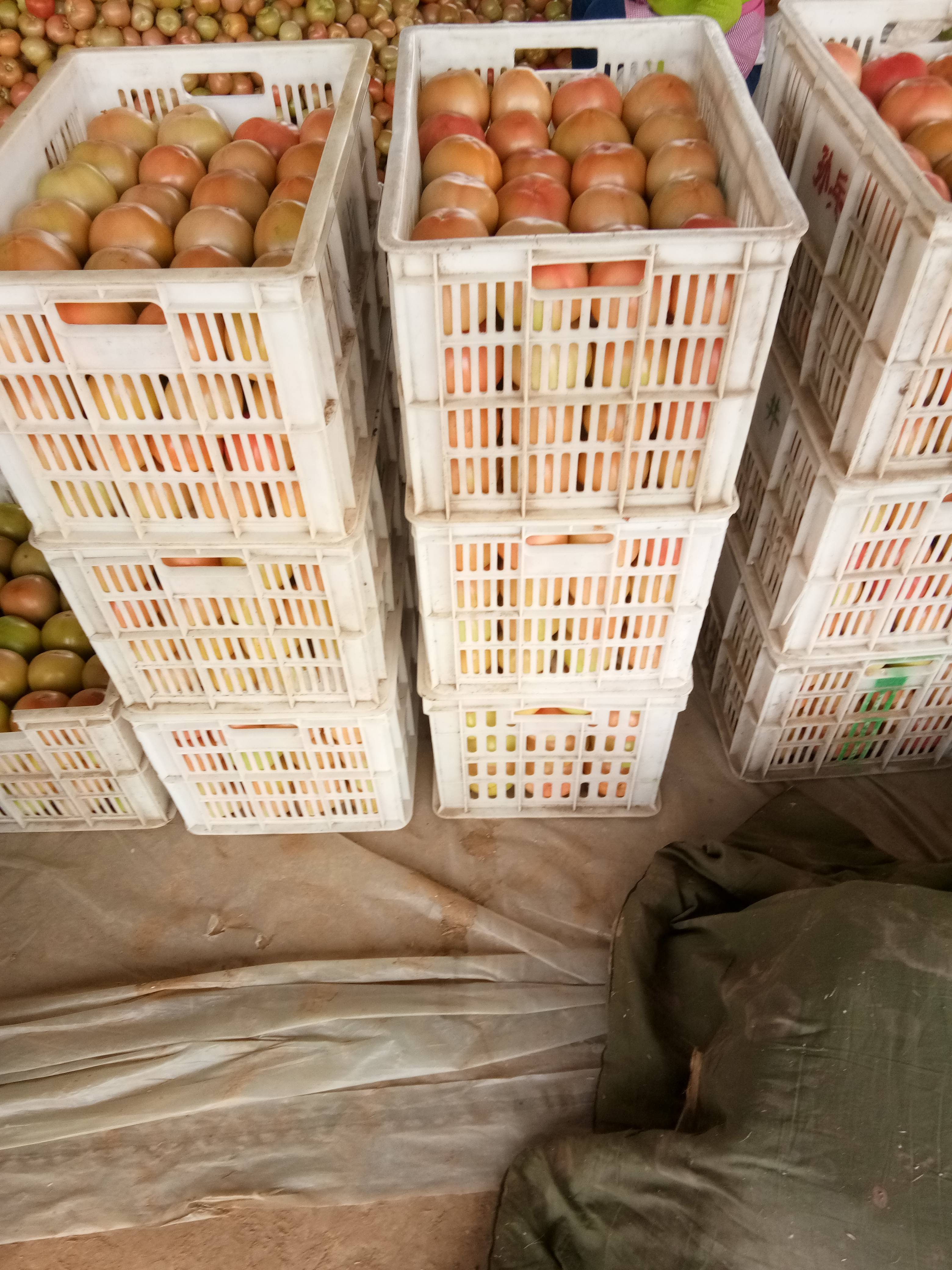 河南滑县大量供应西红柿和圣女果，货源充足，可提供全国各地...