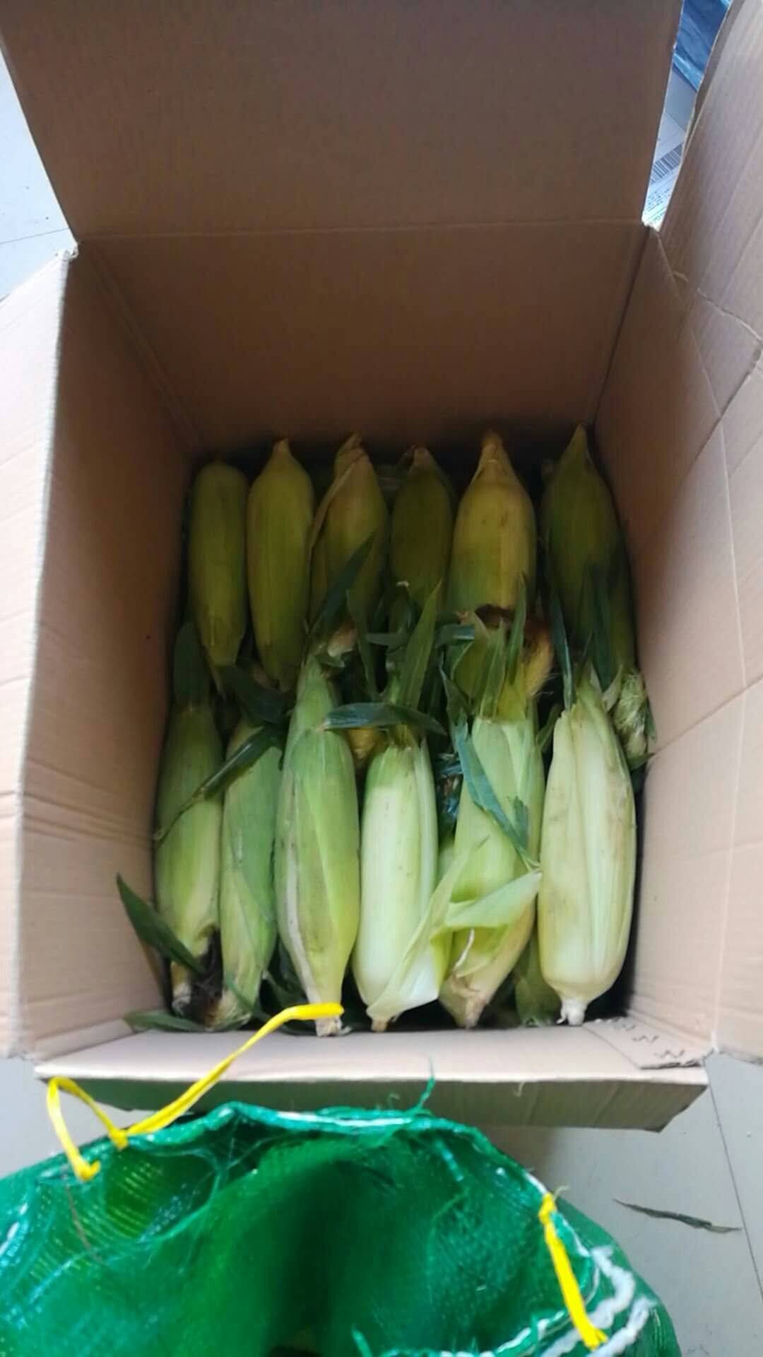 出售鲜鲜玉米、支持一件代、批发、欢迎咨151875698...