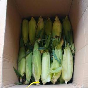出售鲜鲜玉米、支持一件代、批发、欢迎咨151875698...