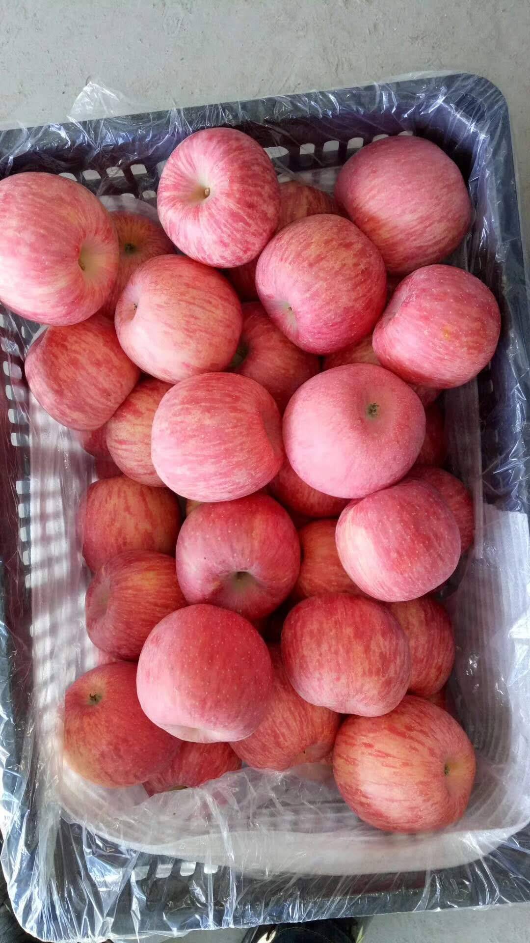 陕西优质红富士苹果大量出库中膜袋苹果0.1-1元，纸袋1...
