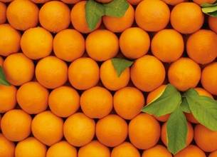 湖北脐橙王（伦晚）现在已经成熟上市销售，15587922221果子质量优越，口感甜蜜，颜色靓丽，果面干净光滑无疤，果乳细腻无渣，春香益浓，回味无穷。我社自产自销
