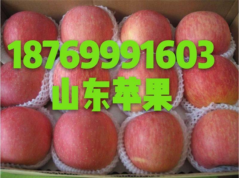 山东苹果 红星苹果187-6999-1603口感脆甜 保质保量