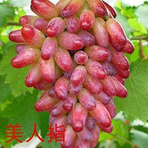 凯强葡萄苗木主要提供以下品种：早熟葡萄品种有红芭拉多，黑...